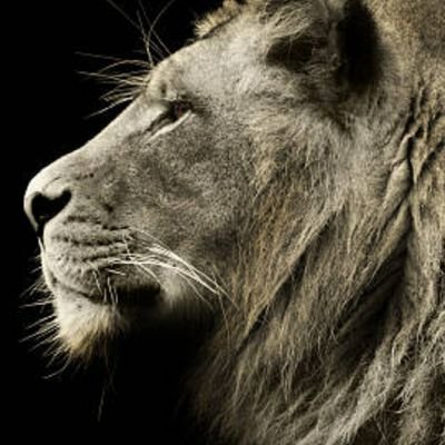 HAVOKKKK_'s profile picture. Parfois c'est le parcours qui compte. Parfois c'est le résultat. #NBA 777