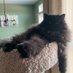 Coco the Cat (@catcocothe) Twitter profile photo Coco the Cat (@catcocothe) Twitter profile photo