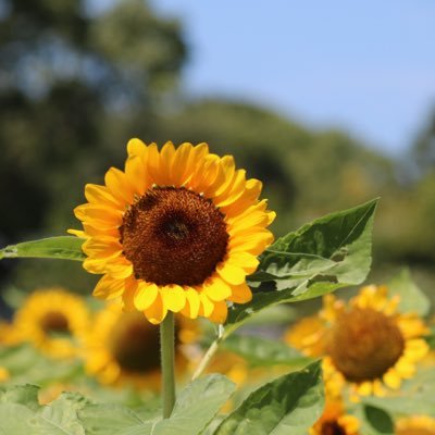 ☆松下洸平さんの歌とお芝居、芸術性が好きです。 ハトハトで歌ってくれたフレアは宝物✨☆ほぼ専用アカ⭐︎