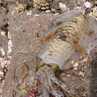 まー めも さしエサ自作 サビキ用集魚剤 グレ用集魚剤 強力粉 着色料 釣果 グレ アジ 集魚力は高め 強力粉の分量を増やし粘土を上げるべき まー めも さしエサ自作 サビキ用集魚剤 グレ用集魚剤 強力粉 着色料 釣果 グレ アジ 集魚力は高め 強力粉の分量を増やし粘土を上げるべき