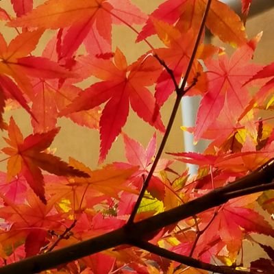 ネイティブキャンプ3年目🏕️カランは1年4ヶ月。そして2021年4月にNC講師になりました。
去年11月から、420時間日本語教師養成講座を受講中📝何かしらチャレンジするのが大好き🔥🔥