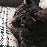 せり (@c6nqjio2cgtmot0) 's Twitter Profile