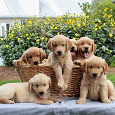 We are professional, compassionate breeders who take great pride in raising happy healthy puppies that make the best companions for your family.