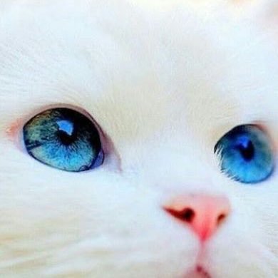 青目猫 Trump Supporter No Blueeyestruth Twitter 青目猫 Trump Supporter No Blueeyestruth Twitter