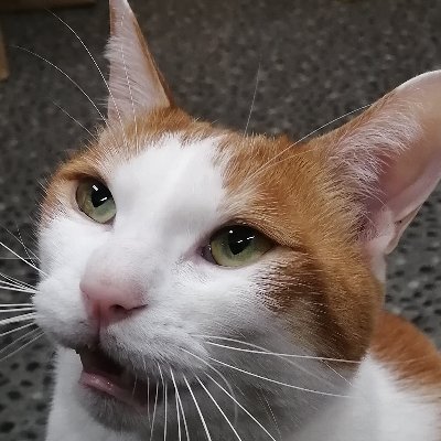 ট ইট র にしむらねこ テンちゃん 眠りたくないのか 眠ってはいけないのか 猫のいる職場 子猫 猫動画 うとうと