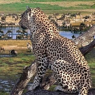 born Mara Tanzania 
Serengeti national park....welcome