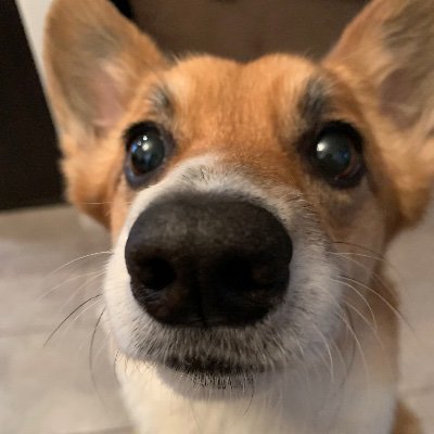 BeeFoxCorgiBoo Profile Picture