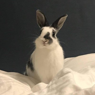 うさぎのまめ【公式】さんのプロフィール画像