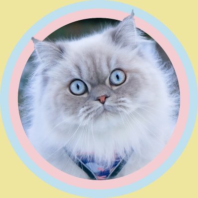 mew_the_cat's profile picture. ‗みゅう‗𝓶𝓮𝔀‗
‗ミヌエットの男の子‗𝓜𝓲𝓷𝓾𝓮𝓽 𝓫𝓸𝔂‗
‗𝓑𝓲𝓻𝓽𝓱𝓭𝓪𝔂：𝟚𝟘𝟚𝟘/𝟚/𝟙𝟛‗
‗まいにち𝓭𝓪𝓲𝓵𝔂‗写真𝓹𝓱𝓸𝓽𝓸＆動画𝓿𝓲𝓭𝓮𝓸‗
▼𝕐𝕠𝕦𝕥𝕦𝕓𝕖【まいにち、みゅう】▼