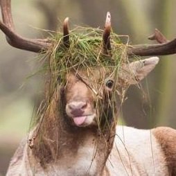 daehiise's profile picture. noob sQadmate