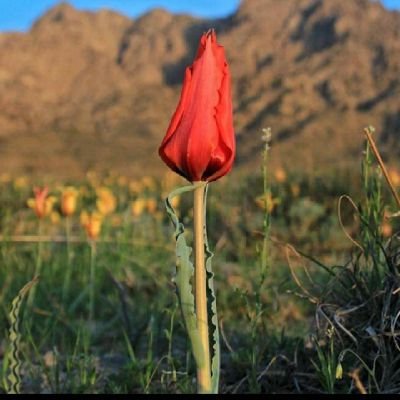 Naveedbaluch20's profile picture. i haven't met all of me yet