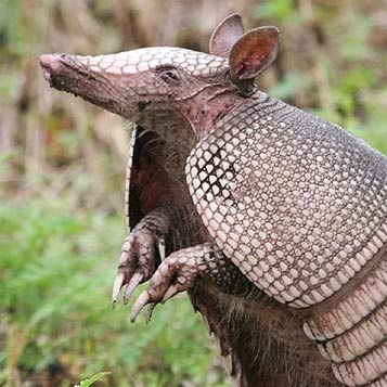 I am the Grammar Armadillo.
Tough on the outside with a soft underbelly. I have a tongue that is sharp as a knife. Bonus extra: fact checking now included. 😇