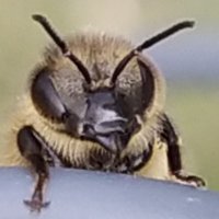 David Dormagen (@ddormagen) 's Twitter Profile