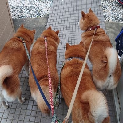 🐾柴犬ファミリー🐾 (@konkaisakura031) / X