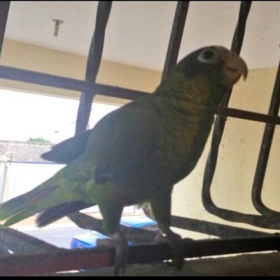 NeftisEgipcia's profile picture. 