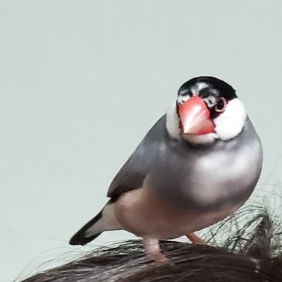 javasparrow1123's profile picture. 