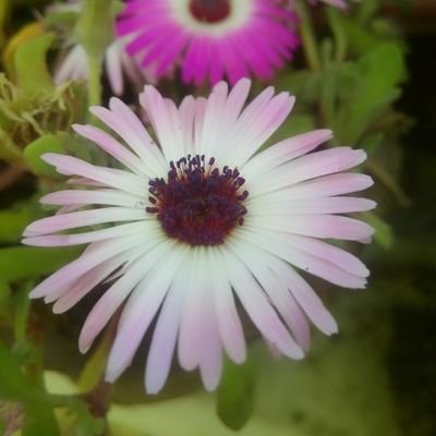 AvantiSharma9's profile picture. Ahora o nunca