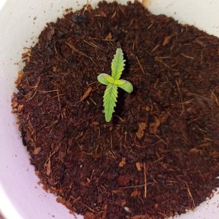 Anonymer Weed Grow
18+


ABSOLUT KEIN VERKAUF
M 23Y/o