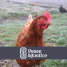 veg_grower's profile picture. Permaculturist, vegetable grower, chicken keeper, knitter, jam-maker, trying to live a sustainable life. Born at 311.5 ppm. Also at @veg_grower@mstdn.social