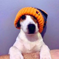 Marvin the Beagle(@BeagleMarvin) 's Twitter Profile Photo