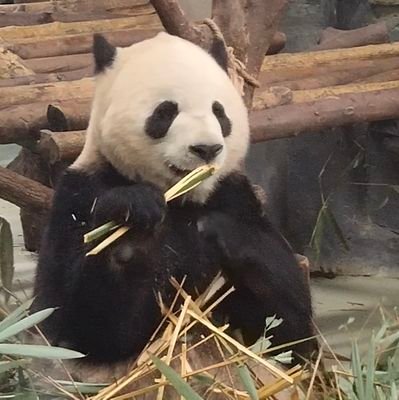 iRzj3FoaUl's profile picture. 