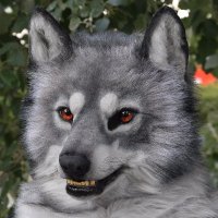 Лобо🐺 (@lobo_the_wolf) 's Twitter Profile Photo