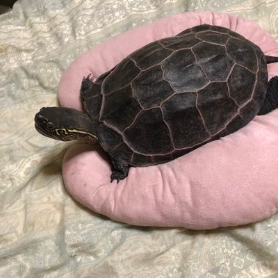 フリーランスで編集校正。本づくりをお手伝いする太った小びとです。自己紹介しようとすると、「自己」とは?とテツガクの沼にはまります。仕事とか家事とかいろいろ片付けられない。結婚しているだけなのに主婦と言われるのが何よりきらい。頑固なのにおっちょこちょい。