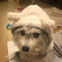Joyce Wang (@bubblepig914) 's Twitter Profile