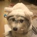 Joyce Wang (@bubblepig914) Twitter profile photo Joyce Wang (@bubblepig914) Twitter profile photo