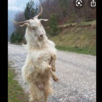 Cebel Tekesi (@sizofrenevliya) 's Twitter Profile Photo