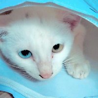 BucinKucing (@uvioleett) 's Twitter Profile