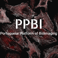 PPBI-Portuguese Platform of BioImaging (@ppbioimaging) 's Twitter Profile Photo PPBI-Portuguese Platform of BioImaging (@ppbioimaging) 's Twitter Profile Photo