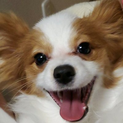 パピヨンのウル 足元で寝てて可愛いから写真撮ろうと思ったんだけど カメラ向けるとすぐこうなっちゃう 可愛いから良いけどね パピヨン 子犬 犬のいる暮らし 犬好きな人と繋がりたい パピヨンのウル 足元で寝てて可愛いから写真撮ろうと思ったんだけど カメラ向けるとすぐこうなっちゃう 可愛いから良いけどね パピヨン 子犬 犬のいる暮らし 犬好きな人と繋がりたい