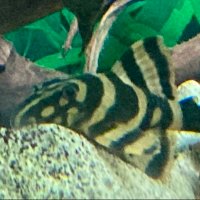 Steves Aquatic Pet Emporium LTD (@stevespet) 's Twitter Profile