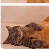 meow_meow (@meowmeow_lingo) 's Twitter Profile