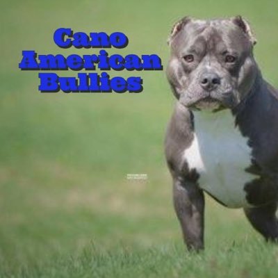BulliesCanos's profile picture. American bully breeder