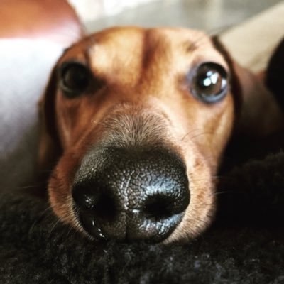 waffle777888's profile picture. Mother of 3, and two red mini dachshunds. Music teacher, librarian, wife, Christian