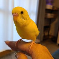 迷子黄色インコ しんちゃん探しています【東京】 (@maririn661) 's Twitter Profile Photo