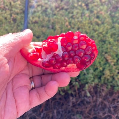 welcome_mark's profile picture. radicals in charge now