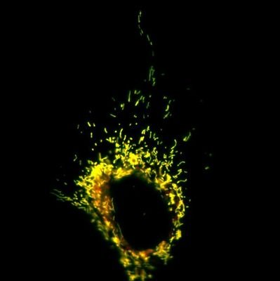 VZufferey's profile picture. Insatiably curious Biologist, loves microscopy, imaging and a lot more 
📸 🔬🔭 #KSP #standwithscience #GoodbyeTwitter