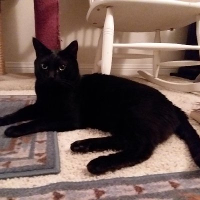 I'm a happy rescue girl living with my mom in California.  I love keeping an eye on things outside our big window from my cat tree and steak - the best treat!