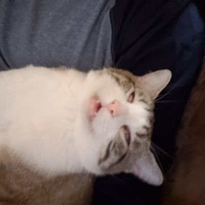 Roe11J's profile picture. 