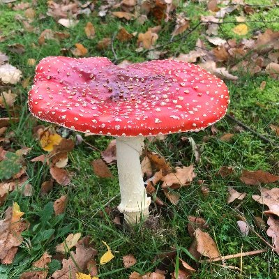 ComponentsGrid's profile picture. 