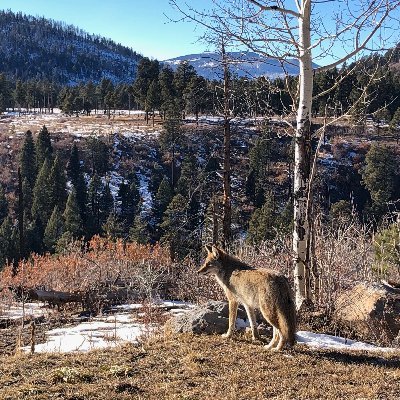 We are a group of UC Berkeley students & faculty interested in contemporary issues related to wildlife policy, management, & conservation.