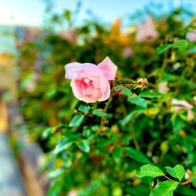 Azukimaya55's profile picture. 子育て|会社員|マーケティング|副業したい|自分自身が拠り所になれ|デザイン好き|ITパスポート|G検定|ビジネスで感じたことや日常をつぶやきます|Art,technology,fashion,arcitechture,Japanese|