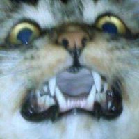 𓃠 ꋫ꒒ ꑛꋫ꒓꒓ꂑꌚꆂꁹ⸗ꅐꑛꐟ꓅ꍟ 𓃠 (@alharrisonwhyte) 's Twitter Profile Photo