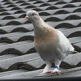 matt_bergin's profile picture. Winning Owner