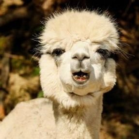 daisankeihin2's profile picture. 政治ネタを含めて、クスっとなるようなツイートを心がけます。あ、“リベラル”って、少しも考え方が自由ではありませんよね。ポリコレの言葉狩り、表現規制、差別利権、自由と身勝手を履き違えた主張が許せません。フォロバしますので、お気軽にフォローしてください。（エロ副業除く）