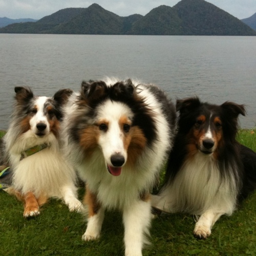 山のふもとで犬と暮らしてる。。。 シェルティーのシャルパウジョイだらビリーと走り回ってますよ〜♪