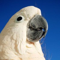 Max The Moluccan(@MaxTheMoluccan) 's Twitter Profile Photo Max The Moluccan(@MaxTheMoluccan) 's Twitter Profile Photo